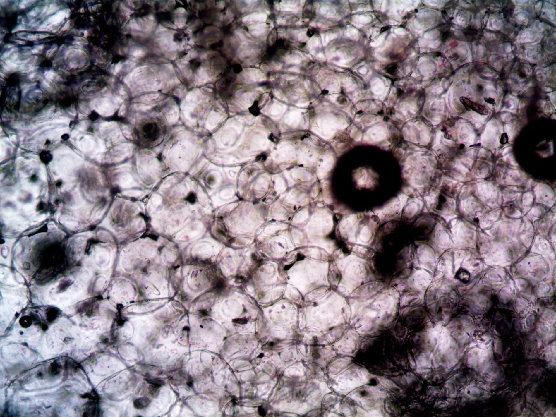 Microscope view of cells