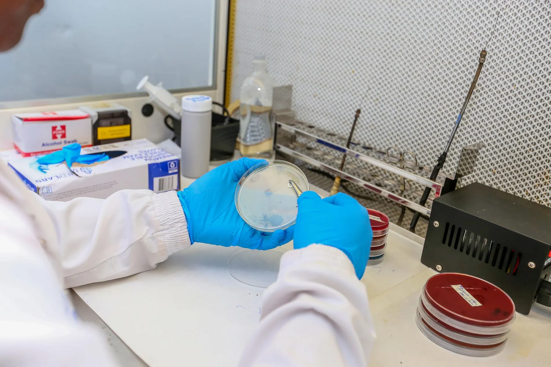 Scientist handling a petri dish